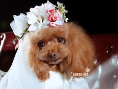 -超宠爱宠物摄影-Super pet