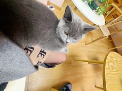-猫咪派对(江南西店)