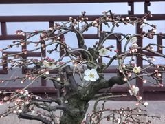 -寒山寺