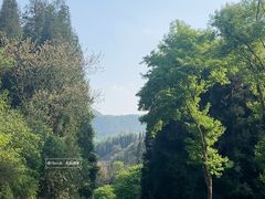 -贵州百里杜鹃风景名胜区