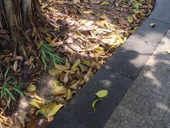-海珠湖公园