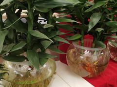 -秦美花卉(天朗·莱茵小城2期店)