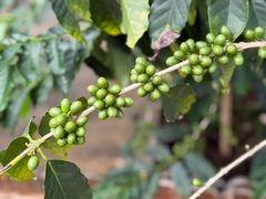 -Torch Coffee 炬点咖啡