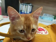 -瑞派宠物医院·犬猫全科·猫友好(宾水西道店)