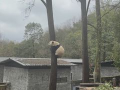 -都江堰中华大熊猫苑