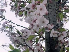 -贡湖湾湿地公园