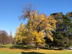-墨尔本皇家植物园