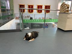 -爱侣宠医·鹦鹉专科·小型哺乳类·异宠专科(灵石路店)