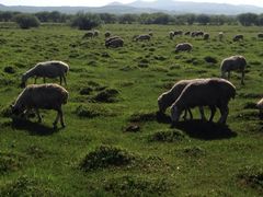 iphone_upload_pic-塞罕坝国家级自然保护区