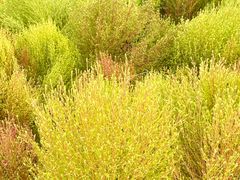 -天津东丽湖风景区