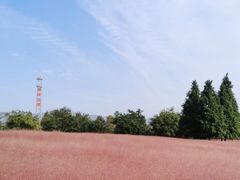 -羊亭河湿地公园