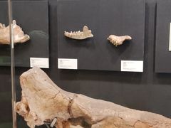 -北京周口店北京人遗址博物馆