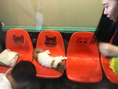 -猫咪博物馆(顶澳仔猫街店)