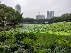 -荔湾湖公园