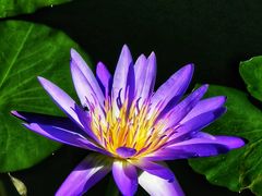 -国家植物园南园