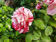 -双季花艺园艺市场(浦东店)