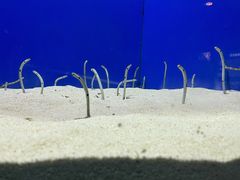 -上海海洋水族馆