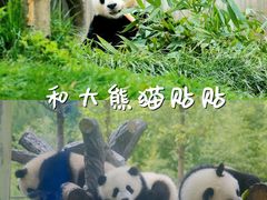 -都江堰中华大熊猫苑