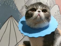 -滚猫咖啡·猫咖·猫友好撸猫(未来城店)
