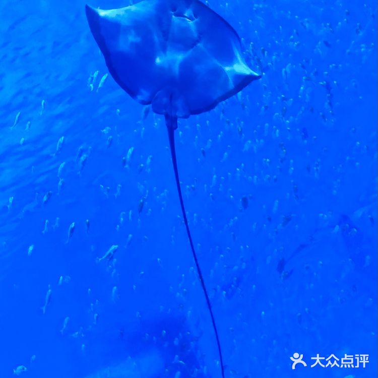 五一去哪玩|温州极地海洋世界 太太太可爱啦!