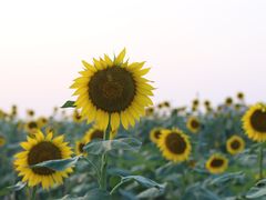 -光明小镇欢乐田园