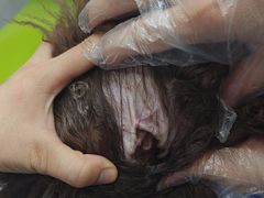-博特宠物医院24h犬猫全科.骨科·异宠