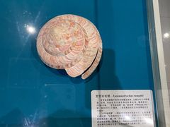 -青岛贝壳博物馆