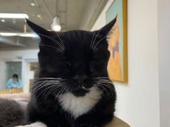 -Heymao猫咖.咖啡厅(东门店)