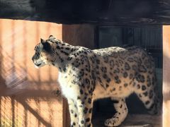 -青藏高原野生动物园
