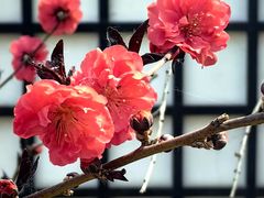 -石家庄市植物园