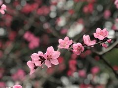 -黄兴公园