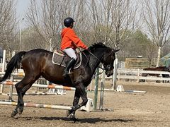 -北京群众马术培训基地