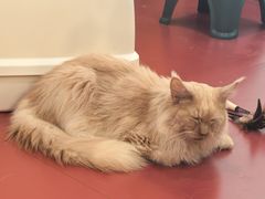 -和它·交个朋友·狗咖猫咖(爱琴海店)