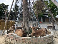 -鹿境梅花鹿生态园区