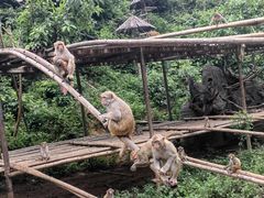 -西双版纳原始森林公园