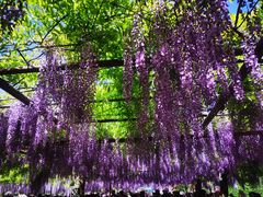 -嘉定紫藤园