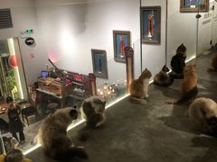 -more than meow吴止猫主题餐厅(承德 中船汇店)