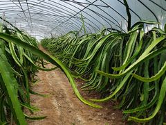 -海上花岛玫瑰园采摘