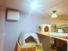 -70cat德文卷毛猫·缅因猫纯种猫舍
