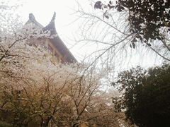 -武汉大学-樱园