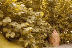 点击看大图 -洛克儿童摄影