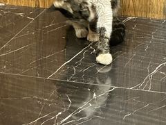 -宠颐生斯嘉宠物医院·急重症·心内科(谷阳北路分院)