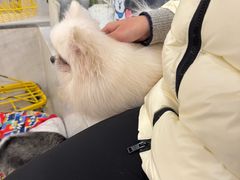 -共舞时光猫咖·狗咖(新街口店)