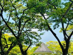 -新加坡植物园