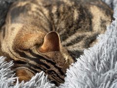 -Catmate·猫肥家润(金润铂宫店)