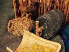 -金掌勺锅包肉(太原万达店)