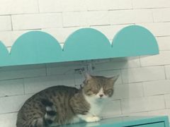 -萌喵宠狗爱心宠咖