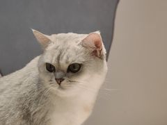 -滚猫咖啡·猫咖·猫友好撸猫(未来城店)