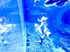 -多彩贵州城极地海洋世界