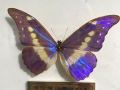 -上海昆虫博物馆